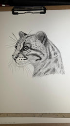 Ocelot Limited Edition Giclee 8x10 Art Print Signed Numbered Embossed By Artist - aGuyWithMSthatDraws