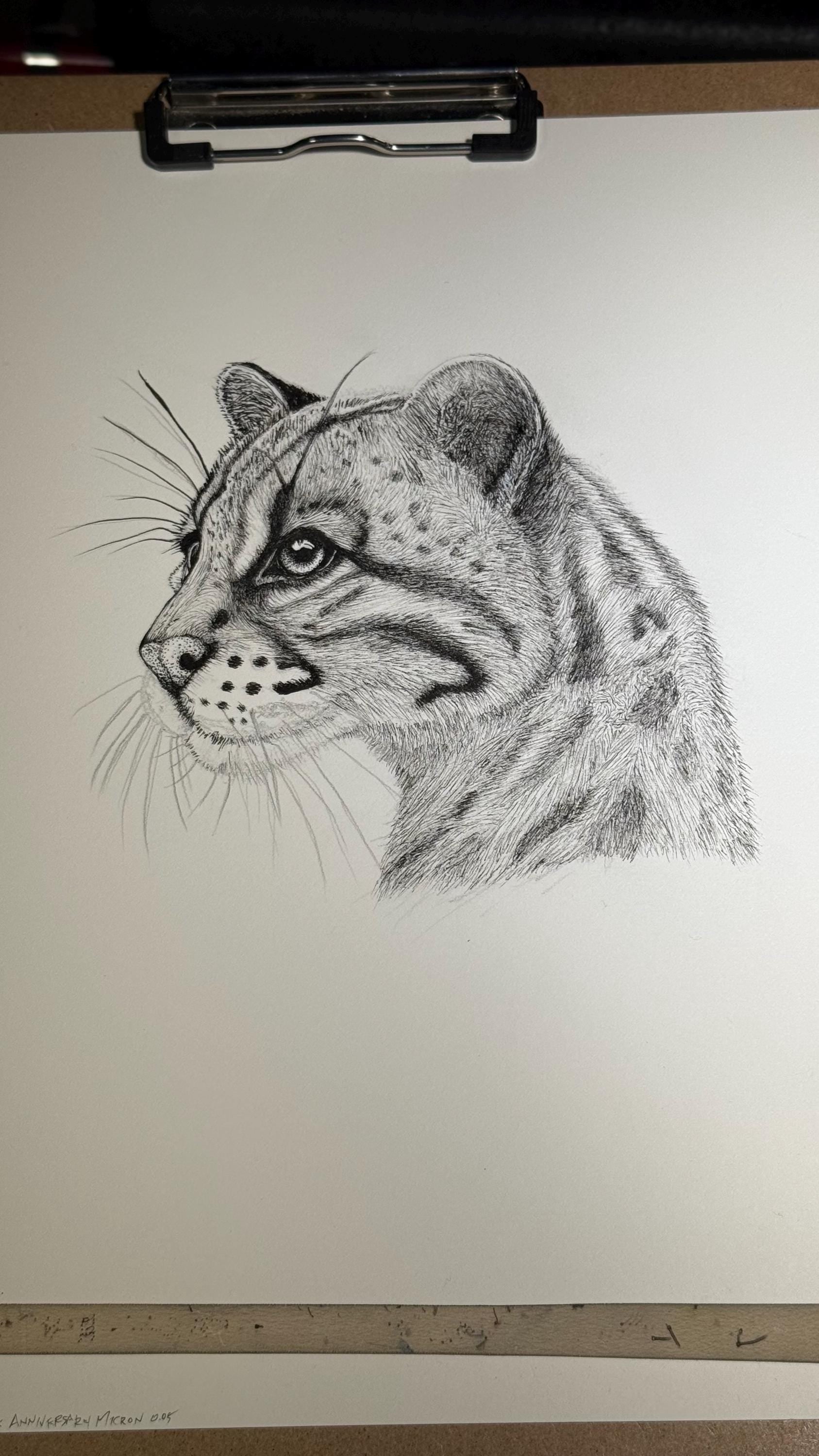 Ocelot Limited Edition Giclee 8x10 Art Print Signed Numbered Embossed By Artist - aGuyWithMSthatDraws