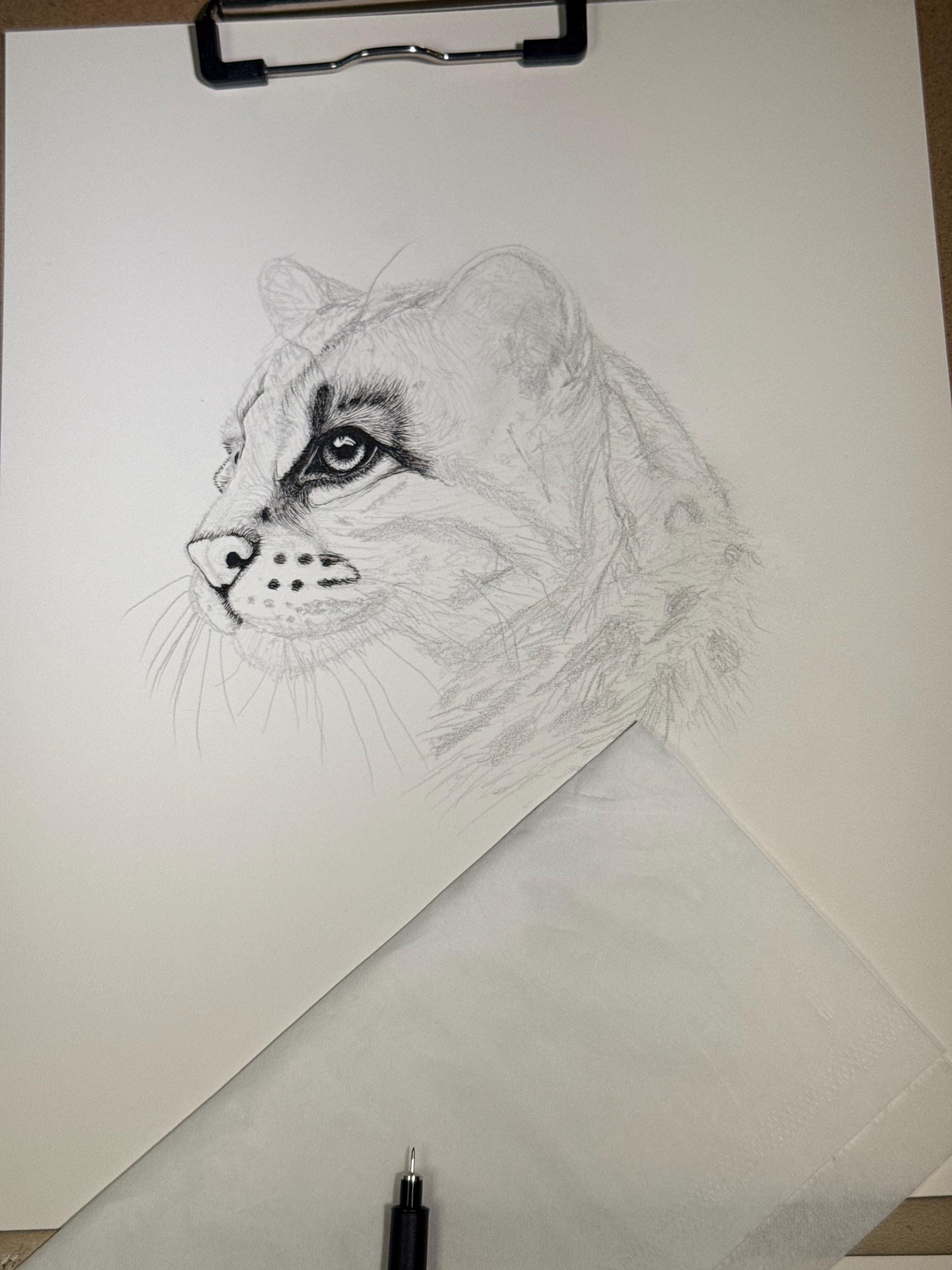 Ocelot Limited Edition Giclee 8x10 Art Print Signed Numbered Embossed By Artist - aGuyWithMSthatDraws