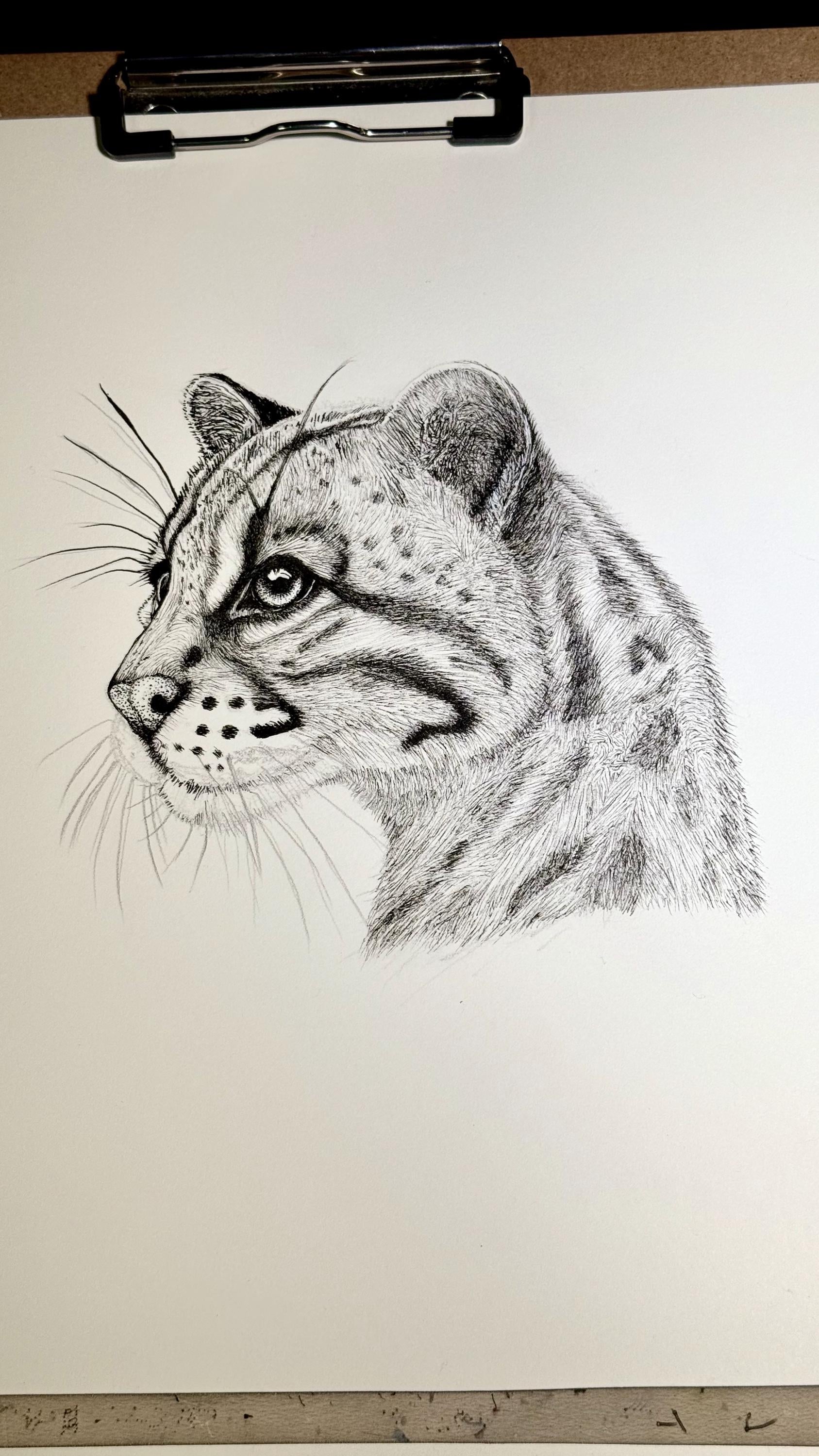 Ocelot Limited Edition Giclee 8x10 Art Print Signed Numbered Embossed By Artist - aGuyWithMSthatDraws