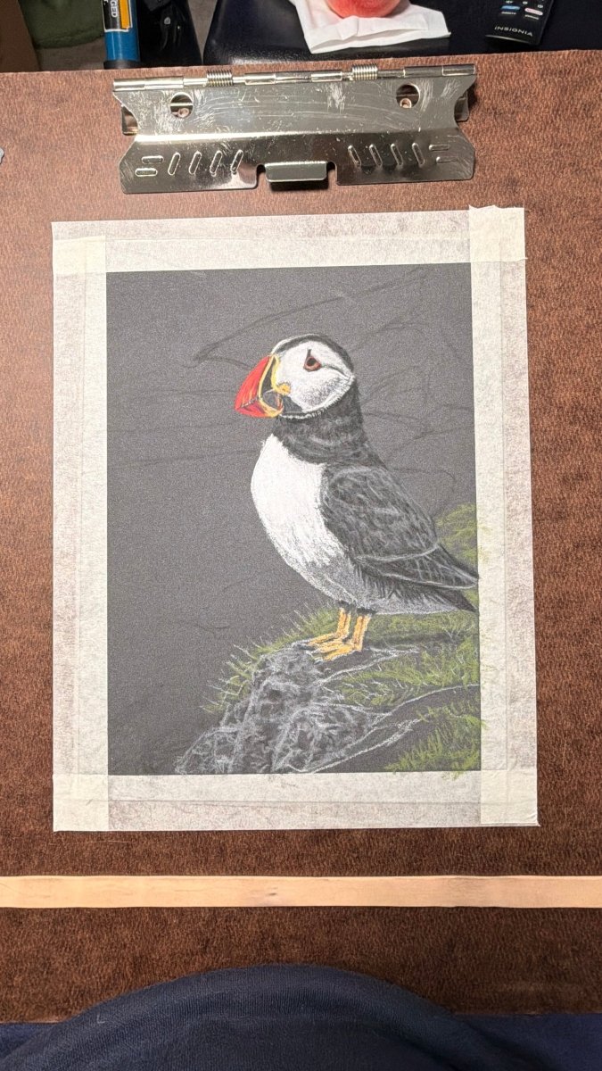 Puffin Pastel Pencil Drawing 7 x 9 1/2 Inches