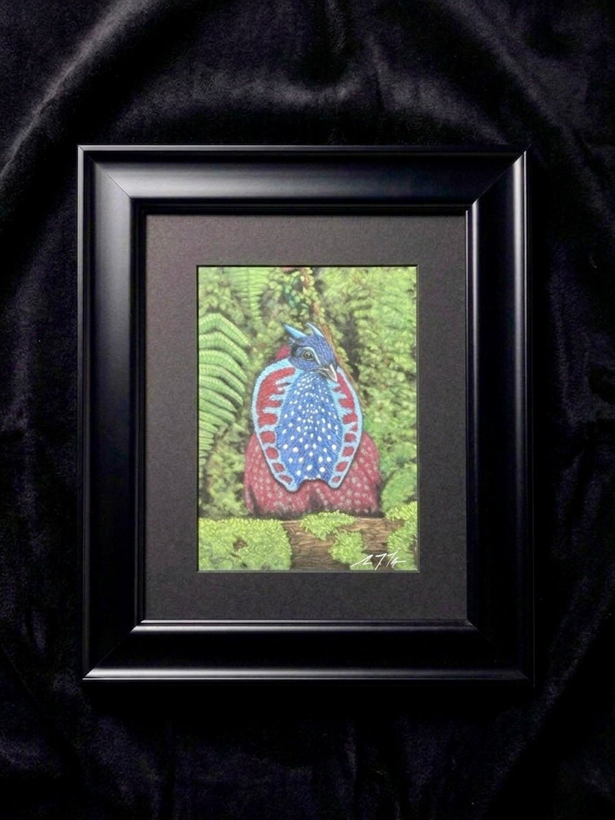 Temminick's Tragopan Hand Drawn Original Drawing Pastel 7x9.5 Copy