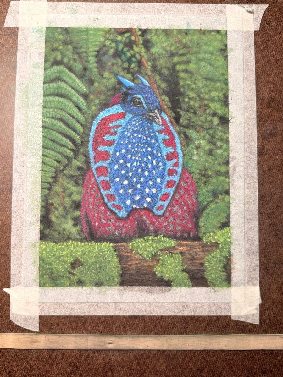Temminick's Tragopan Hand Drawn Original Drawing Pastel 7x9.5 Copy