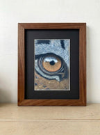 Tiger Eye • Hand Drawn • *Original Drawing* • Pastel • 7x9.5 - aGuyWithMSthatDraws