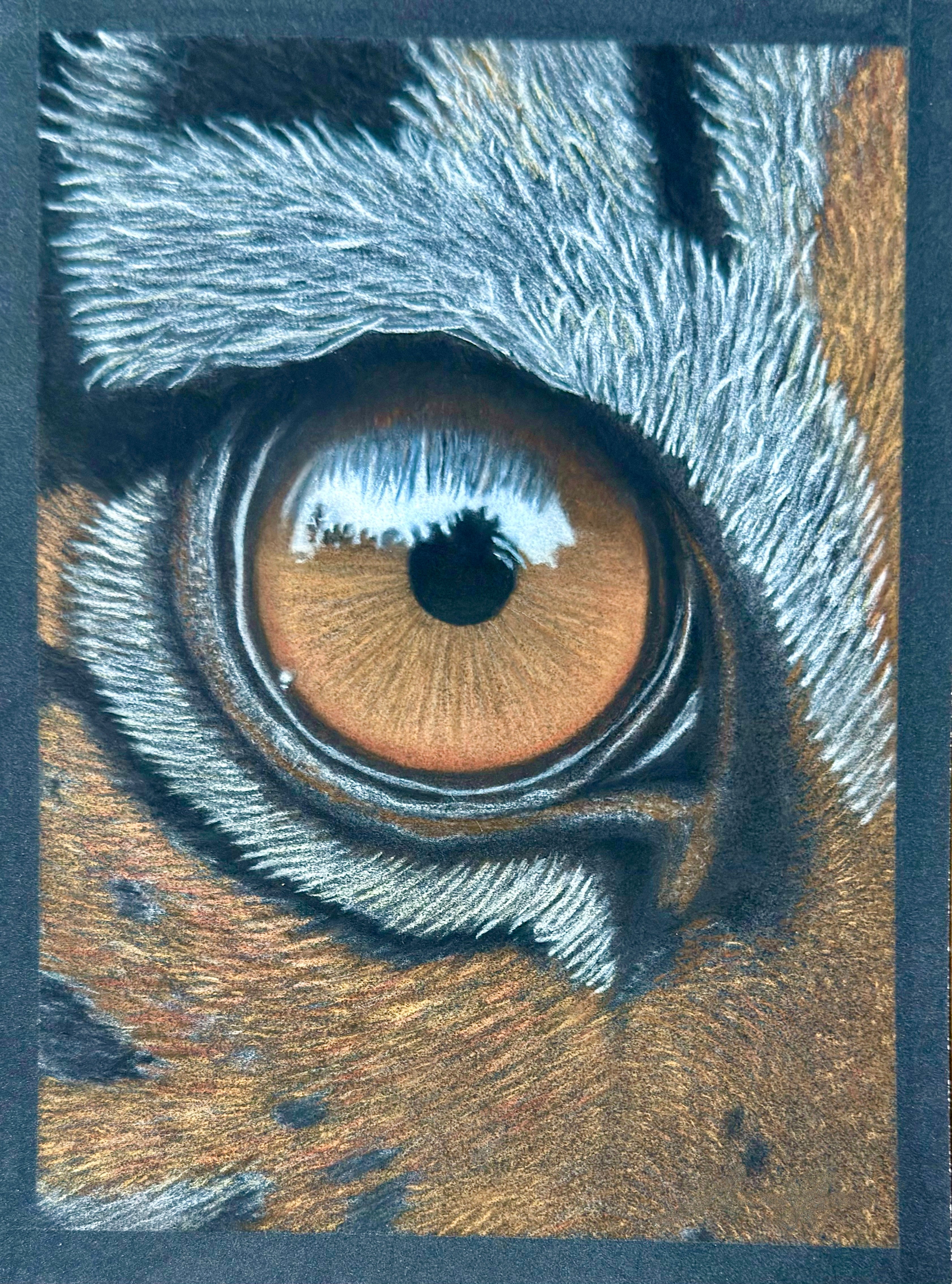 Tiger Eye • Hand Drawn • *Original Drawing* • Pastel • 7x9.5 - aGuyWithMSthatDraws
