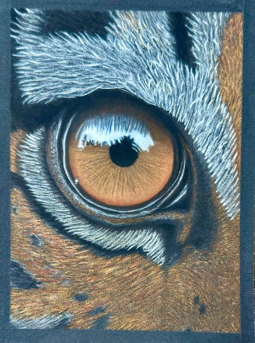 Tiger Eye • Hand Drawn • *Original Drawing* • Pastel • 7x9.5 - aGuyWithMSthatDraws