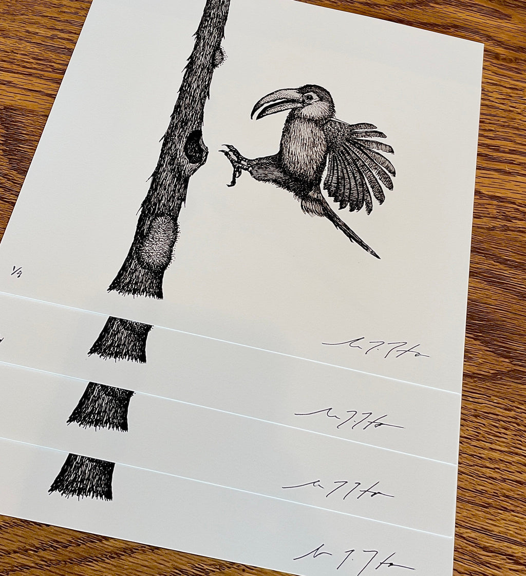 Toucan • Hand Drawn Limited Edition Giclee Print • 8x10 - aGuyWithMSthatDraws