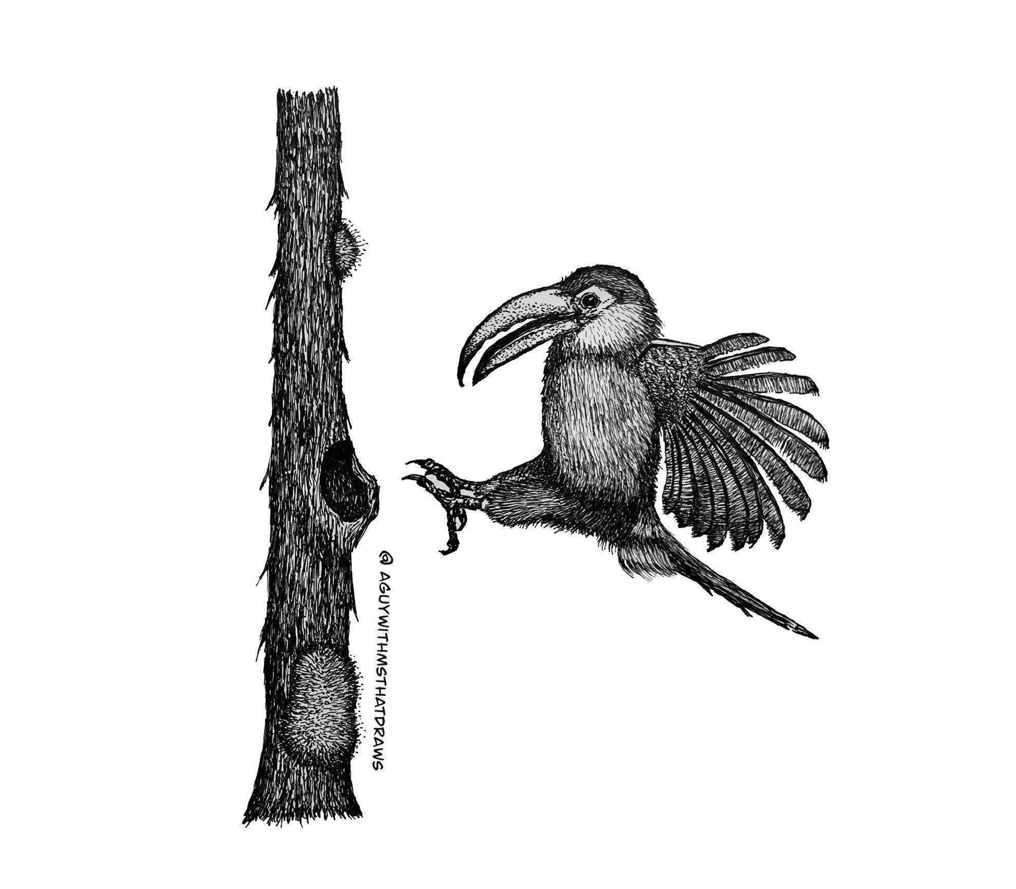 Toucan • Hand Drawn Limited Edition Giclee Print • 8x10 - aGuyWithMSthatDraws